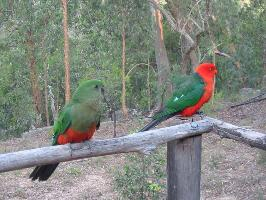 Photo: Australian king parrot