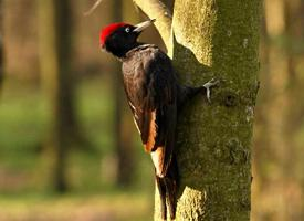 Photo: Black woodpecker