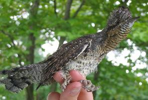 Photo: Eurasian wryneck