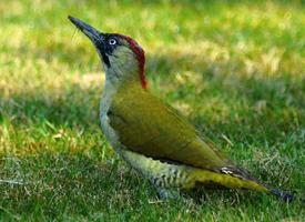 Photo: European green woodpecker