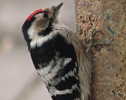 Photo: Lesser spotted woodpecker