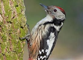 Photo: Middle spotted woodpecker