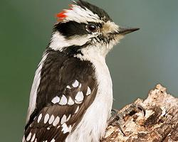 Photo: Downy woodpecker