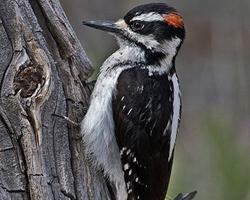 Photo: Hairy woodpecker