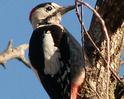 Photo: Syrian woodpecker