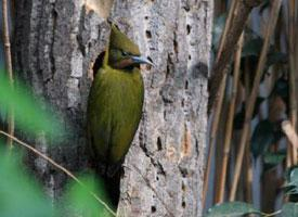 Photo: Greater yellownape