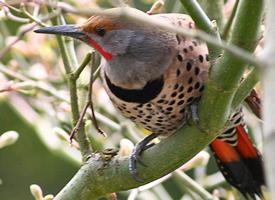 Photo: Northern flicker