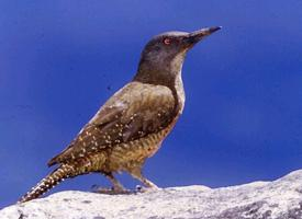 Photo: Ground woodpecker