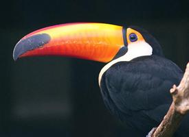 Photo: Toco toucan