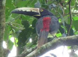 Photo: Collared aracari