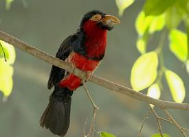 Photo: Bearded barbet