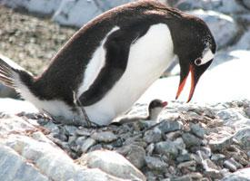 Photo: Gentoo penguin