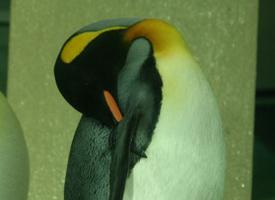 Photo: King penguin