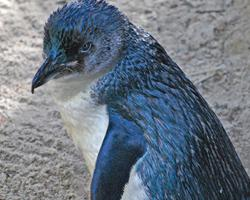 Photo: Little penguin