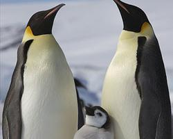 Photo: Emperor penguin