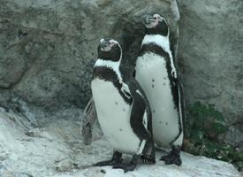 Photo: Humboldt penguin