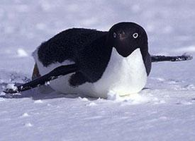 Photo: Adélie penguin