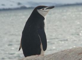 Photo: Chinstrap penguin