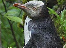 Photo: Waitaha penguin