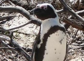 Photo: African penguin