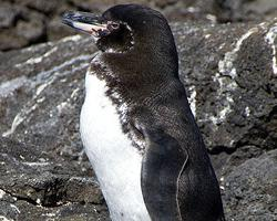 Photo: Galápagos penguin