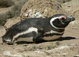 Photo: Magellanic penguin