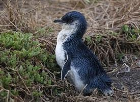 Photo: Little penguin