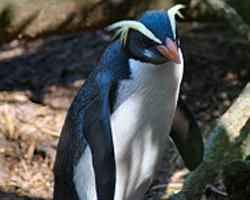 Photo: Fiordland penguin