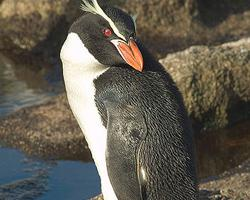 Photo: Snares penguin