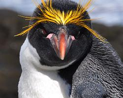 Photo: Macaroni penguin