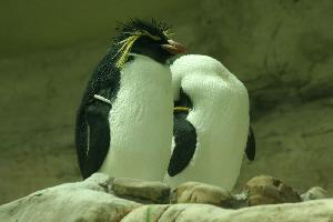 Photo: Southern rockhopper penguin