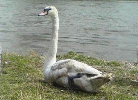 Photo: Mute swan