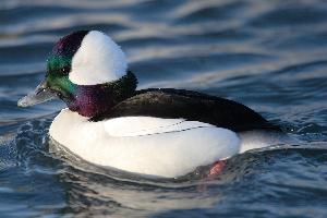 Photo: Bufflehead