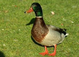 Photo: Mallard