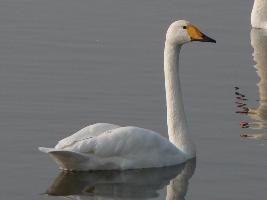 Photo: Whooper swan