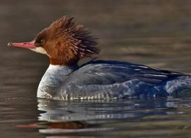 Photo: Common merganser