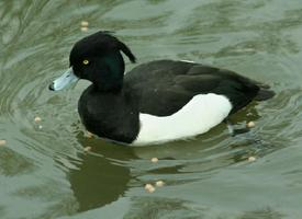 Photo: Tufted duck