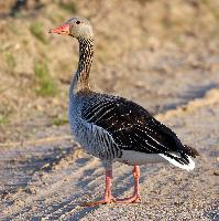 Photo: Greylag goose