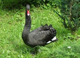 Photo: Black swan