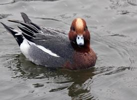 Photo: Eurasian wigeon