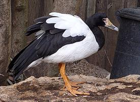 Photo: Magpie goose