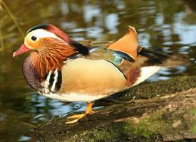 Photo: Mandarin duck