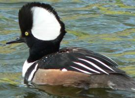 Photo: Hooded merganser