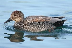 Photo: Gadwall