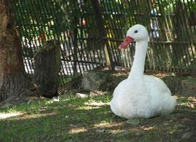 Photo: Coscoroba swan