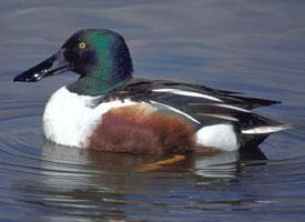 Photo: Northern shoveler