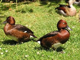 Photo: Ferruginous duck