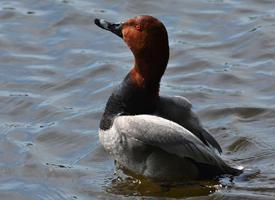 Photo: Common pochard