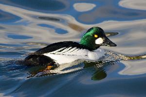 Photo: Common goldeneye