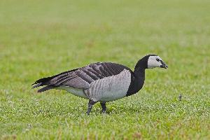 Photo: Barnacle goose